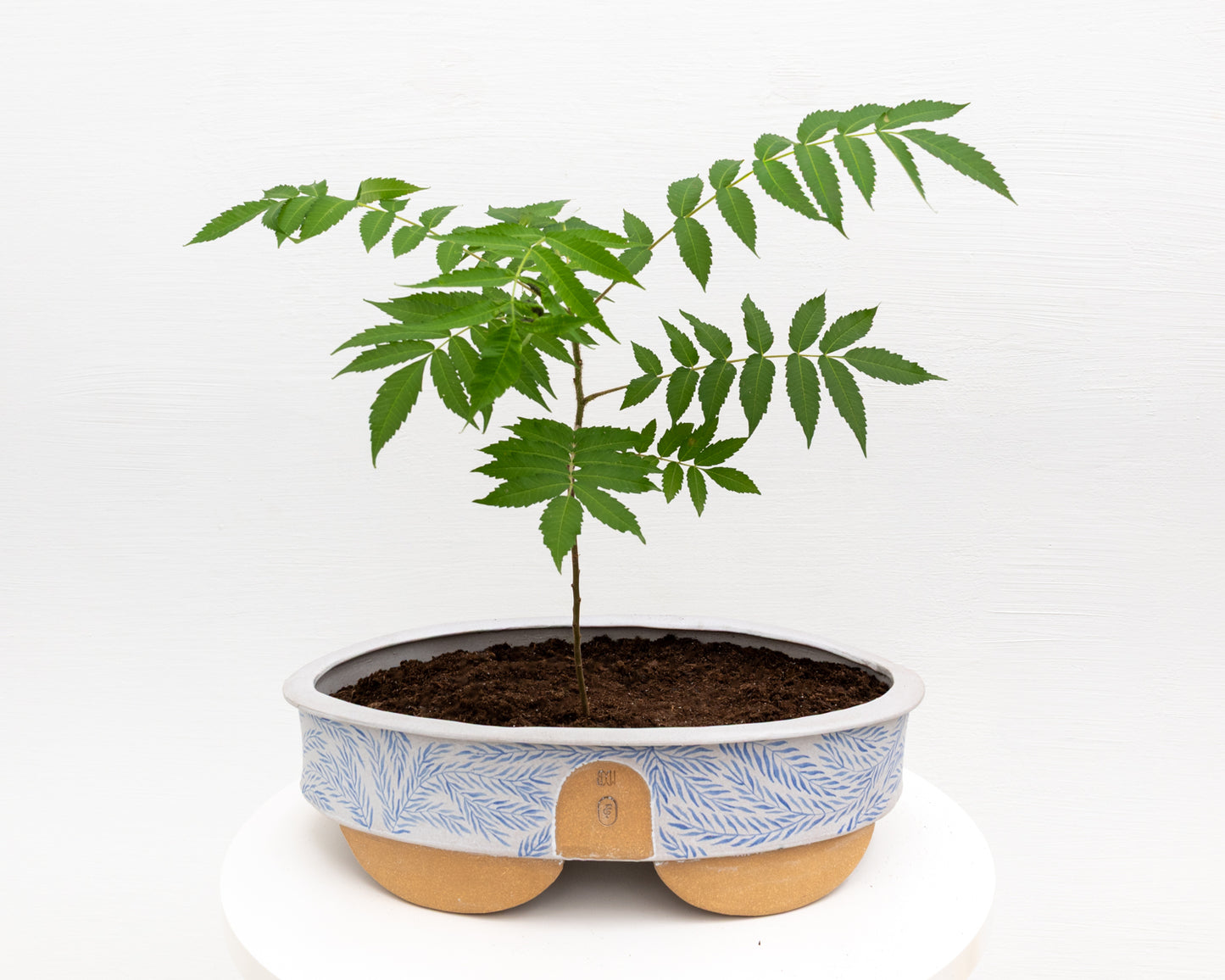 CERAMIC BONSAI POT