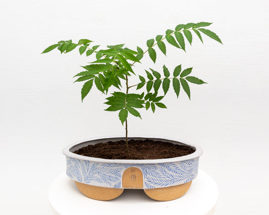 CERAMIC BONSAI POT