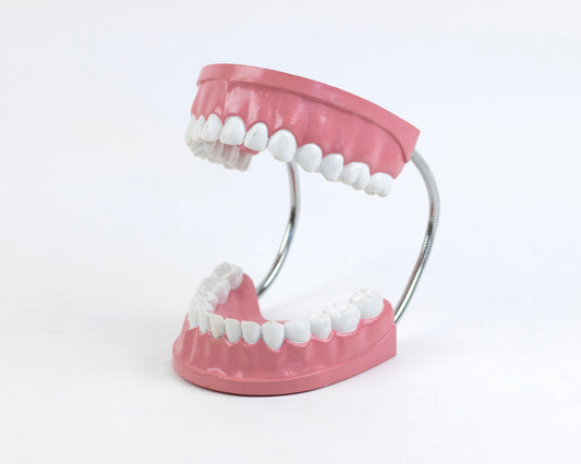 XL VINTAGE ARTICULATING DENTAL DISPLAY
