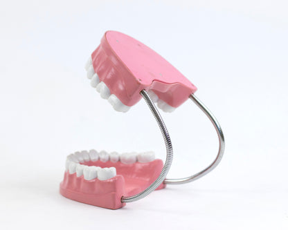 XL VINTAGE ARTICULATING DENTAL DISPLAY