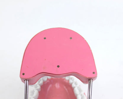 XL VINTAGE ARTICULATING DENTAL DISPLAY
