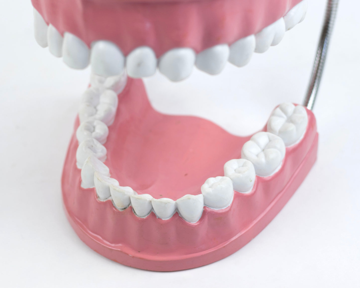 XL VINTAGE ARTICULATING DENTAL DISPLAY