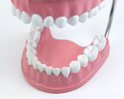 XL VINTAGE ARTICULATING DENTAL DISPLAY